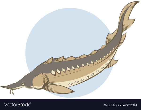 Белуга без фона