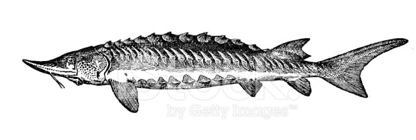 Скорсби Гравюры китов