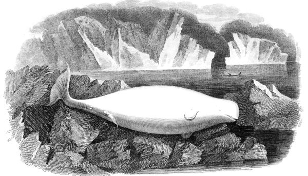 Осетрина вектор