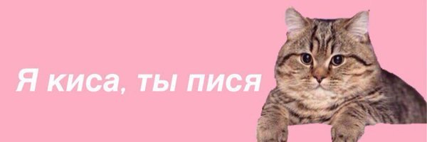 Кис кис я котик ты котик