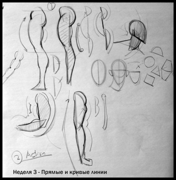 Рисование половых органов