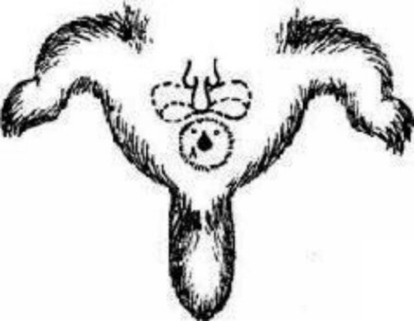 Параанальная железа у бобра