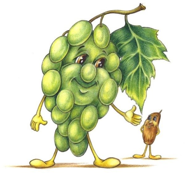 Сухофрукты акварель