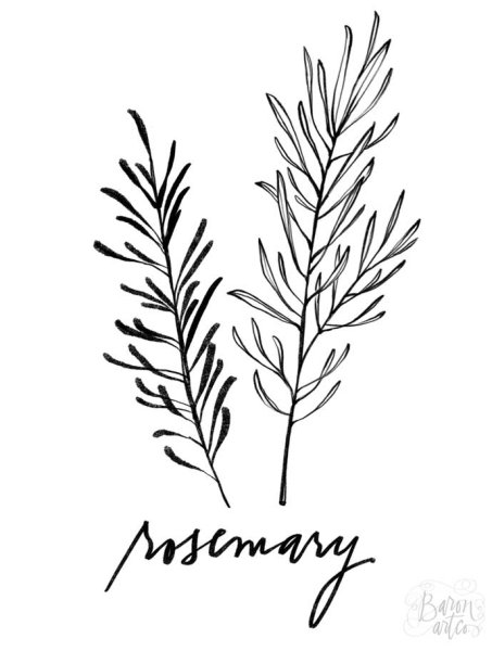 Розмарин вектор