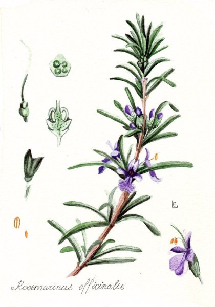 Розмарин Ботаническая иллюстрация