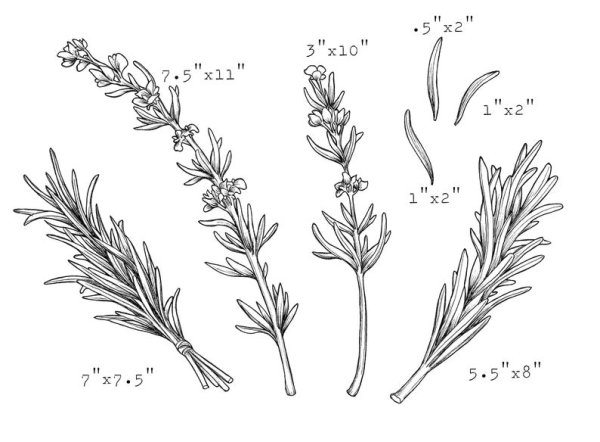 Розмарин рисунок Графика
