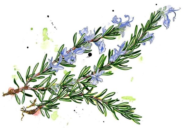 Веточка розмарина