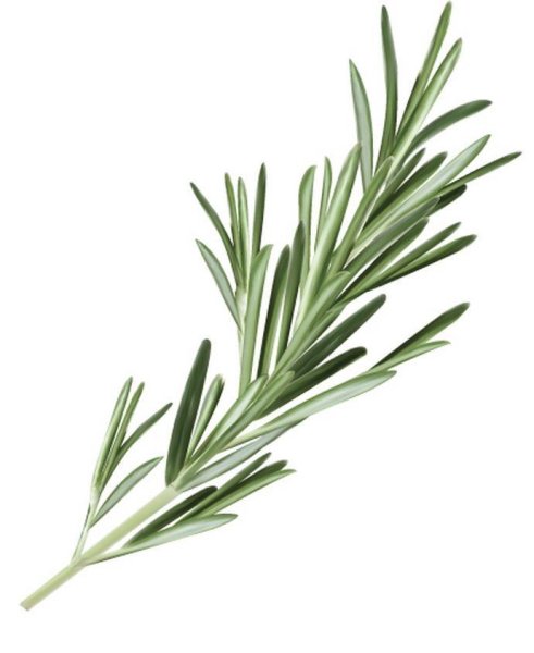 Приправа веточка розмарина