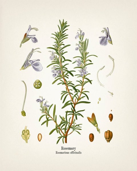 Rosmarinus officinalis гербарий