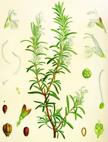 Эстрагон Тархун розмарин