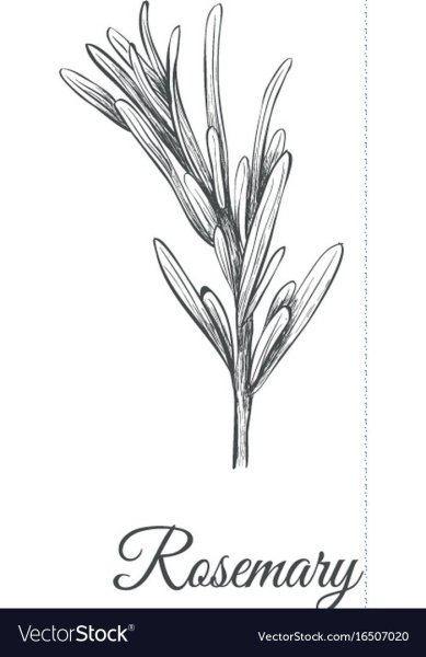 Розмарин вектор