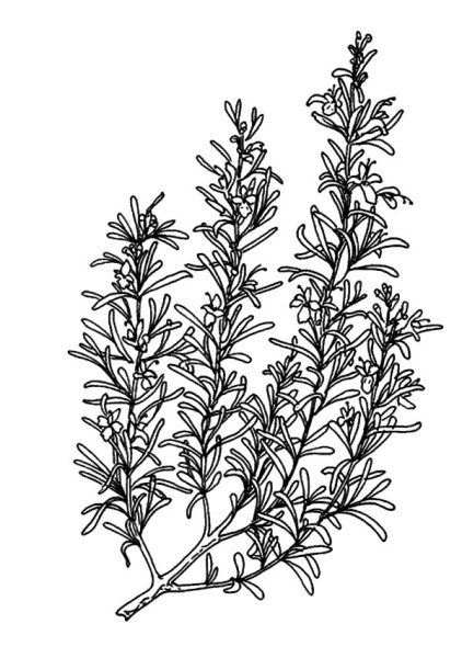 Розмарин контур