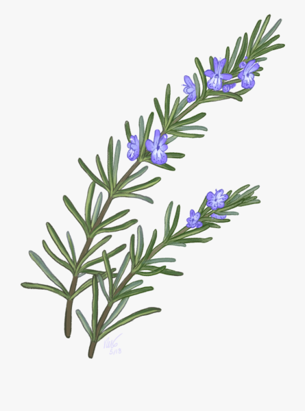 Розмарин веточка розмарина