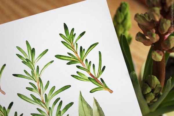 Веточка розмарина акварель