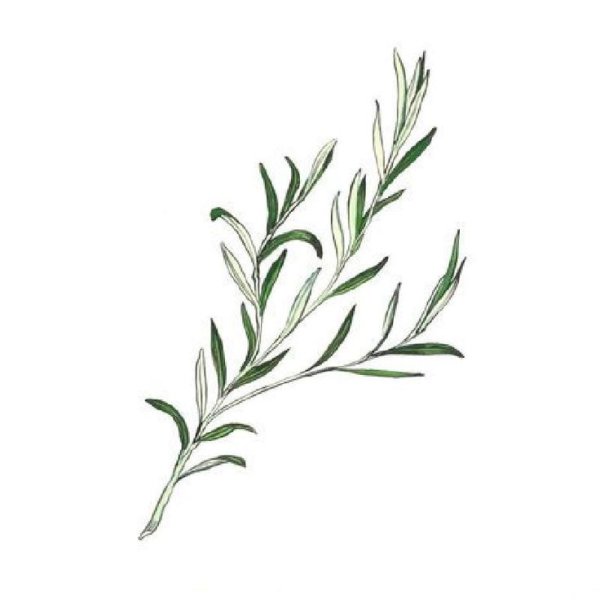 Тату веточка полыни