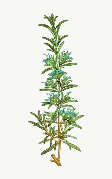 Розмарин обыкновенный Rosmarinus officinalis