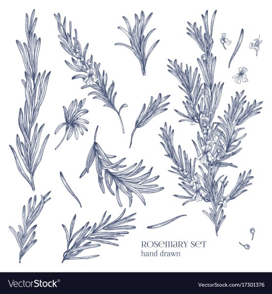 Розмарин чб