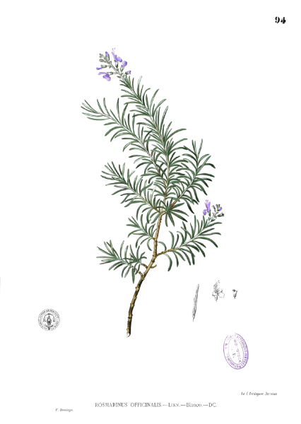 Розмарин Ботанический рисунок