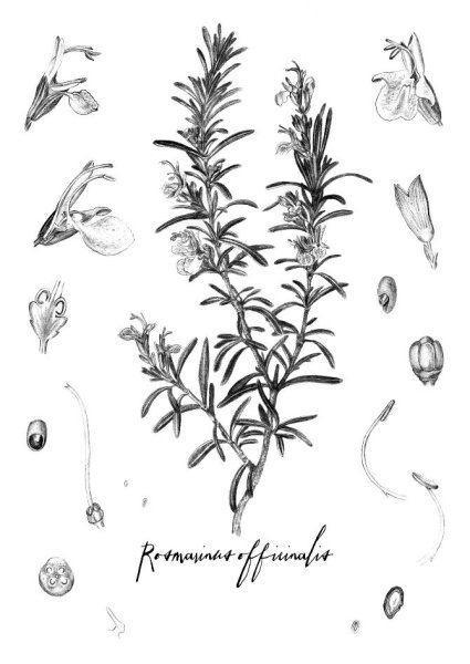Розмарин Ботанический рисунок