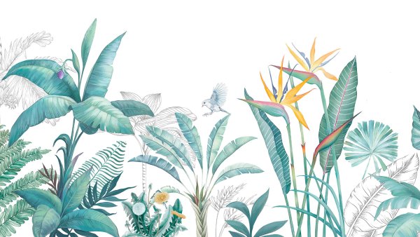 Тропические растения иллюстрации