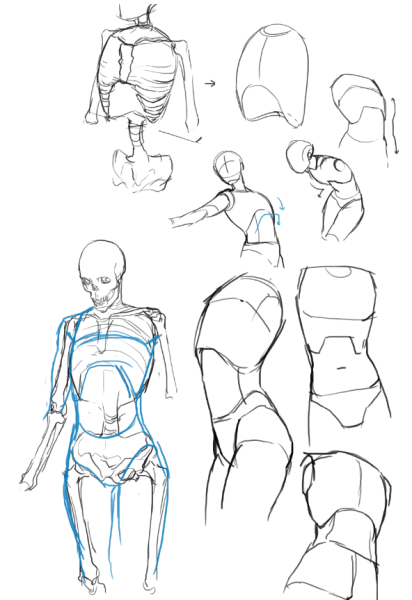 Анатомия человека референс анатомия