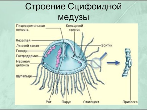Внутреннее строение медузы