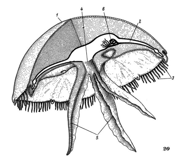 Внешнее строение сцифоидных медуз