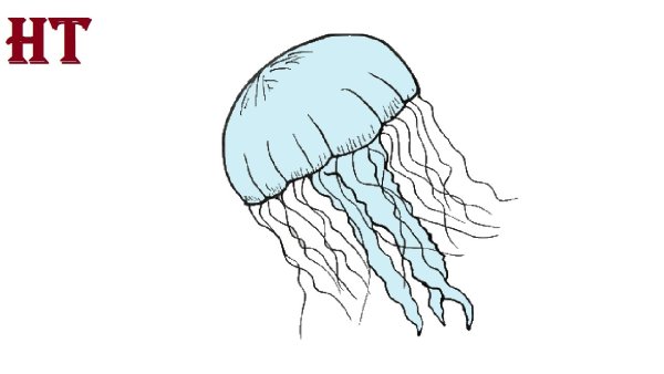 Медуза Aurelia Aurita рисунок