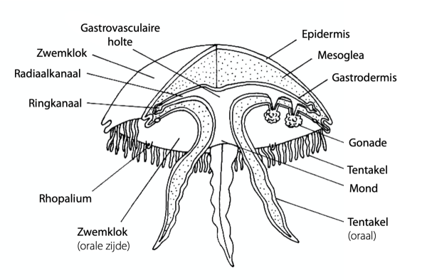 Chironex fleckeri морская Оса