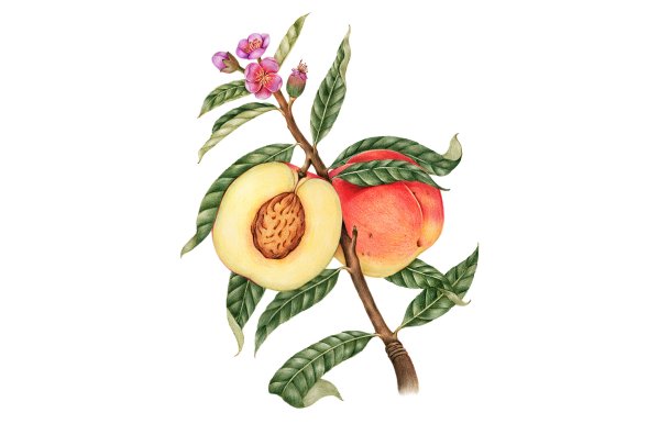 Ветка с плодами рисунок