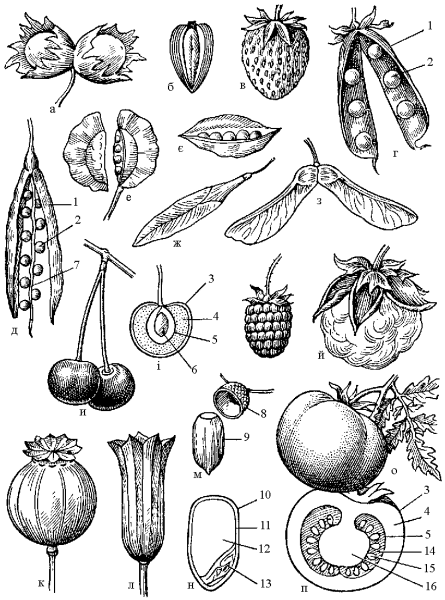 Семянка Зерновка костянка