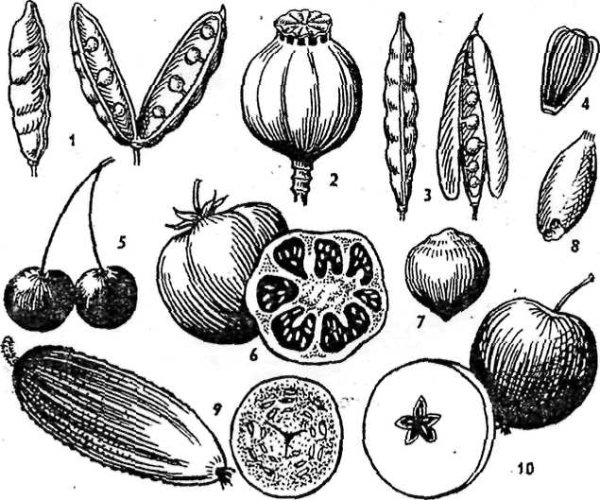 Многосемянные невскрывающиеся плоды у