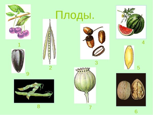 Плод костянка схема