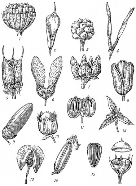 Плод Боб односемянный