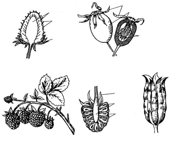 Назовите растение и его плод