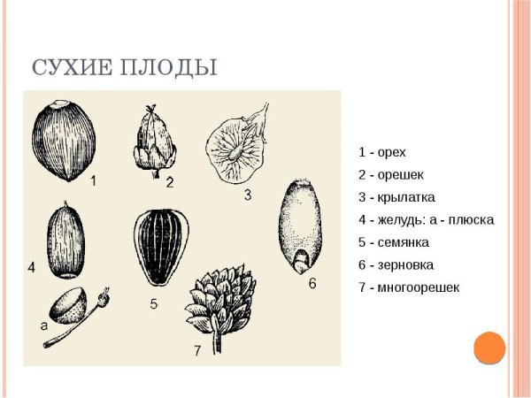 Можжевельника обыкновенного плоды микроскопия