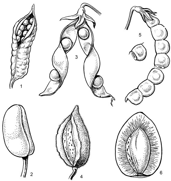 Типы плодов покрытосеменных растений