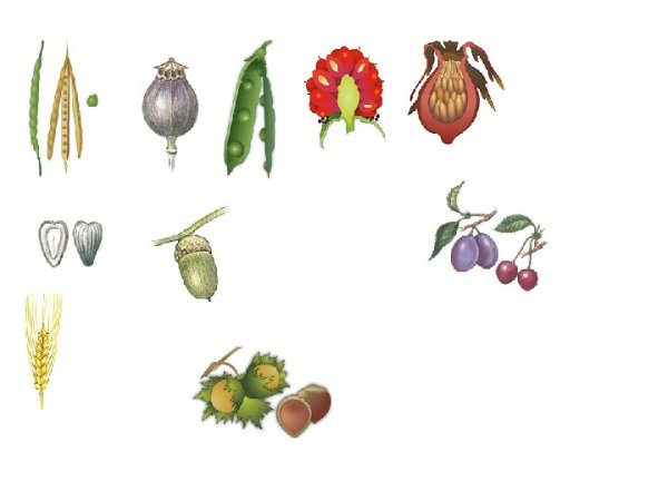 Каштан акварелью