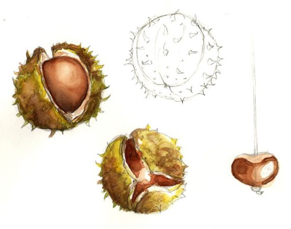 Строение плода ягоды томата
