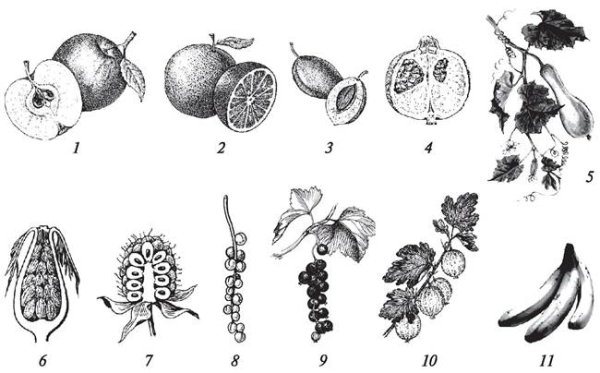 Сухие плоды биология 6 класс