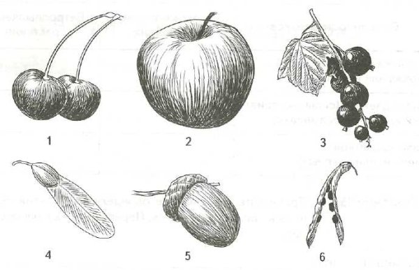 Коробочка стручок Зерновка семянка