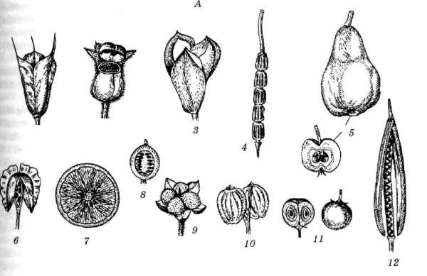 Плод Боб односемянный
