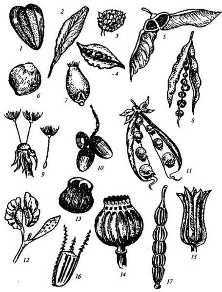 Крылатка семянка орех Зерновка