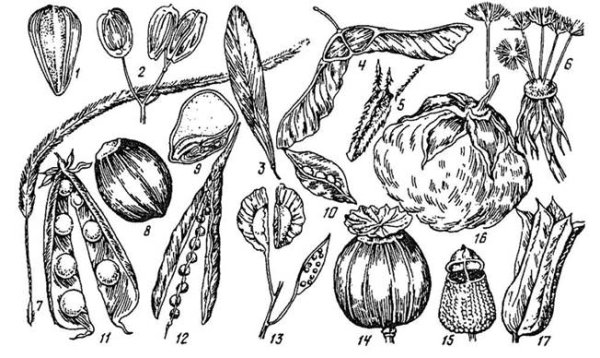 Конский каштан.Ботаническая живопись
