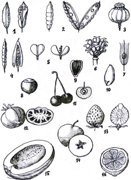 Семянка и Зерновка