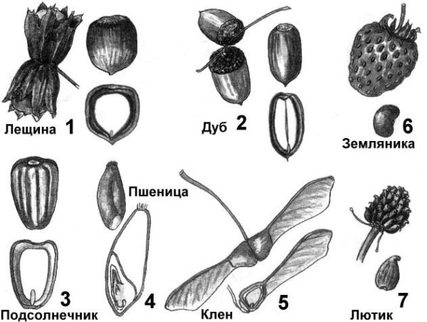 Боб стручок стручочек
