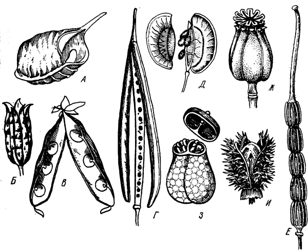 Типы плодов
