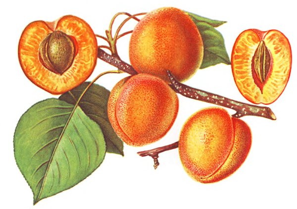 Завязь тюльпана поперечный срез