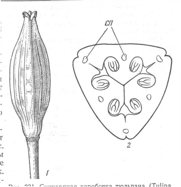 Померанец плод ботаника
