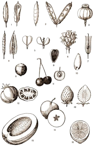 Плоды и семена